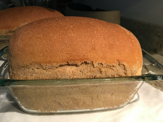 whole wheat sourdough - 1